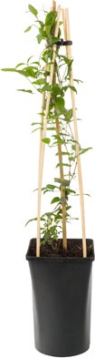 Bosrank (Clematis 'SoMany® Lavender Flowers') D 16 H 75 cm