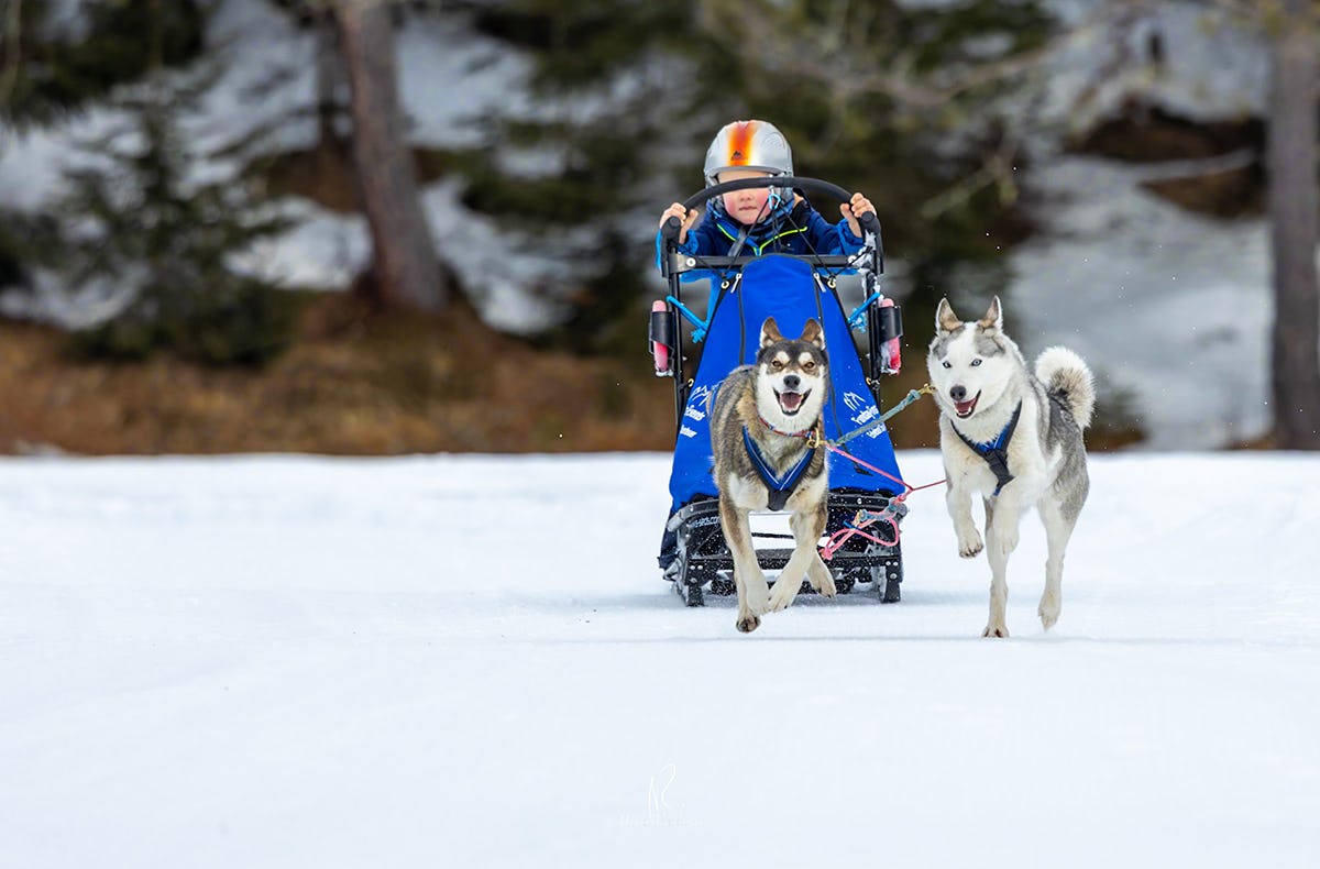 Schlittenhunde Workshop Telfs