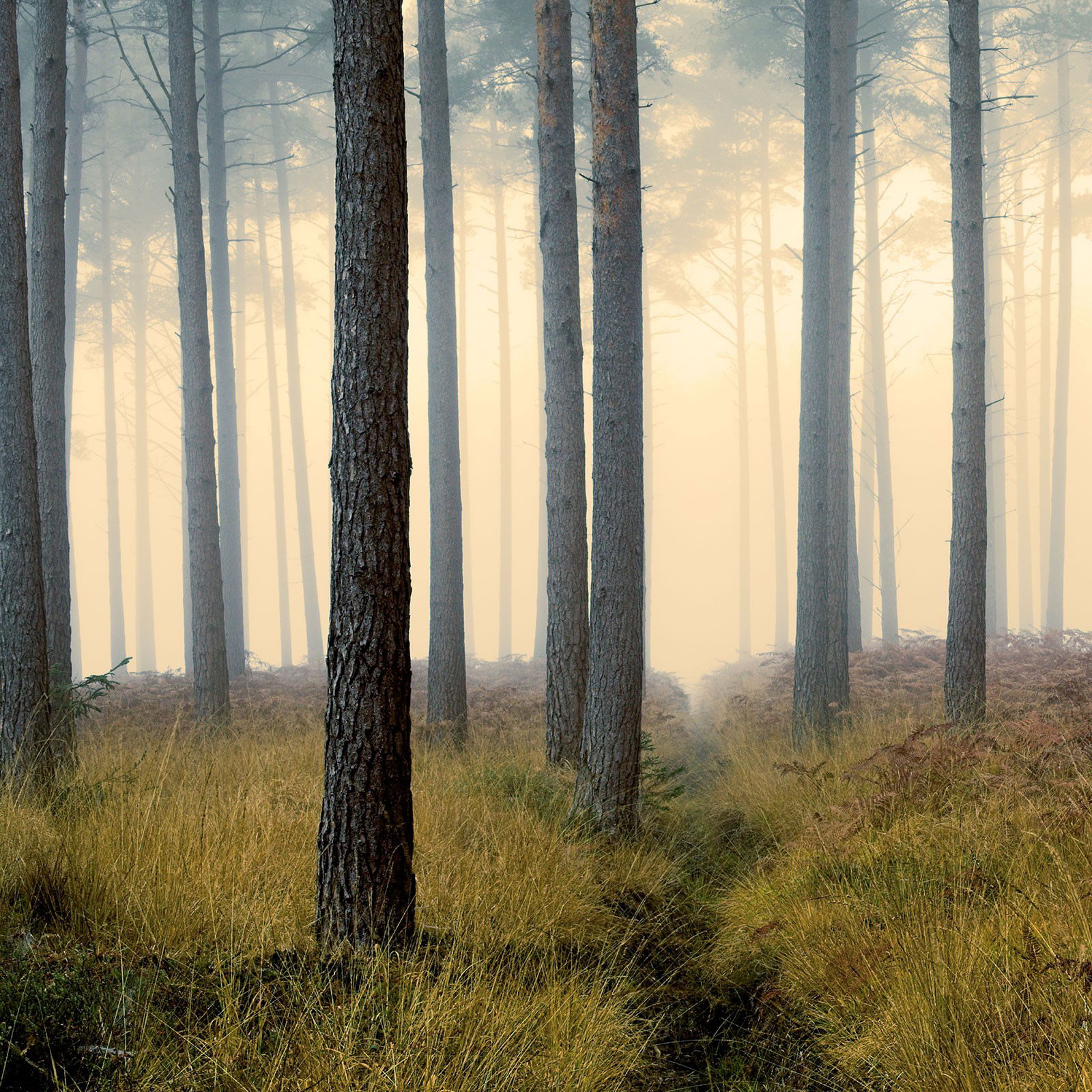 Forest Ridge by David Baker - Limited Edition. Edition of: 150. Signed.