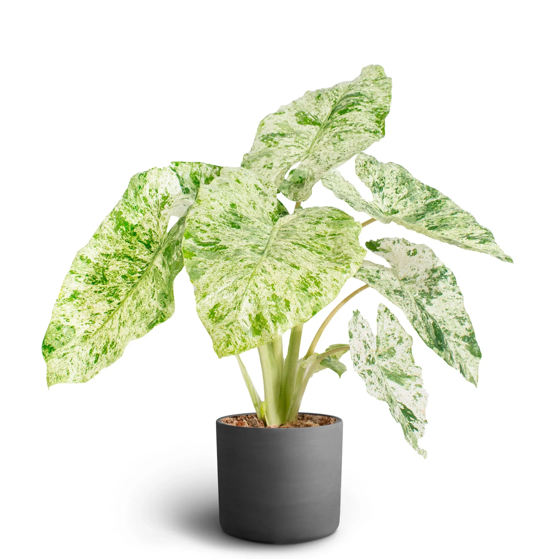 Collectors Choice in Deco Pot 17 cm Grønne planter i potter Høyde 50-60 cm
