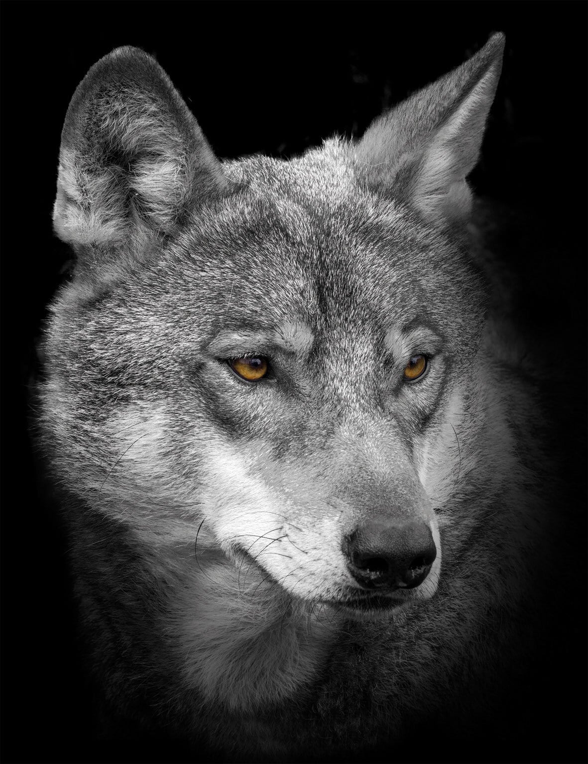 BÖNNINGHOFF Bild WOLF 46 x 61 cm