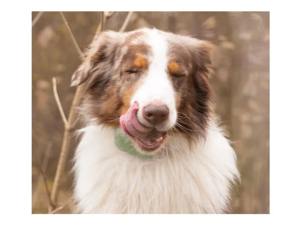 Tractive GPS DOG XL - Green - Abonnement i app