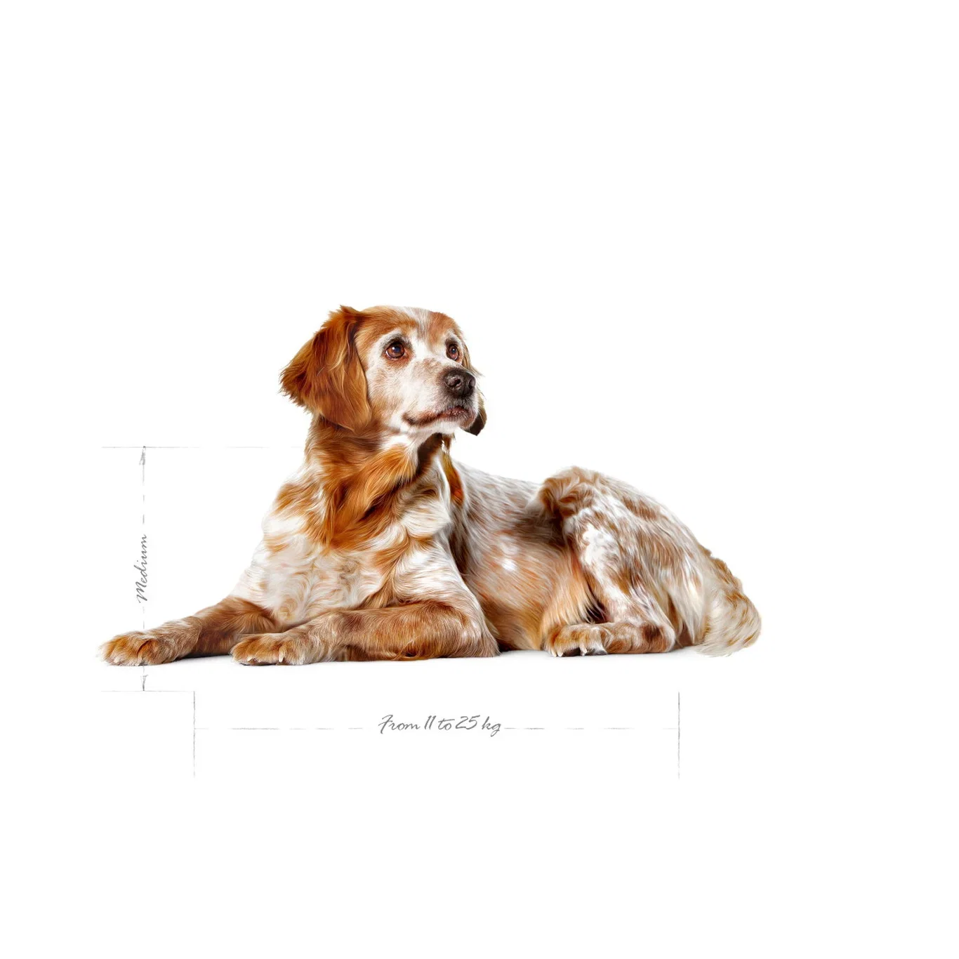 Royal Canin Royal Canin Medium Ageing 10 15 kg