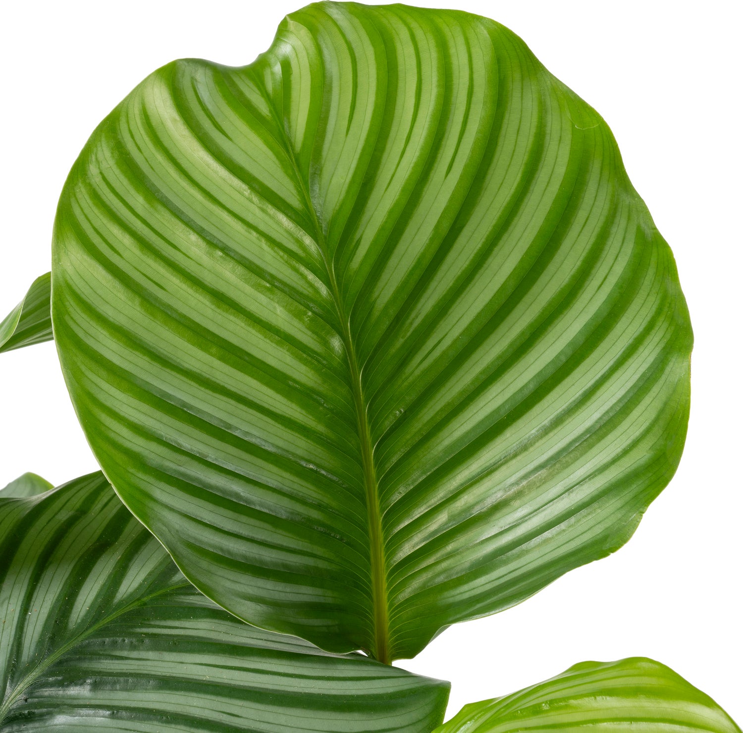 Calathea (Calathea orbifolia) D 27 H 90 cm