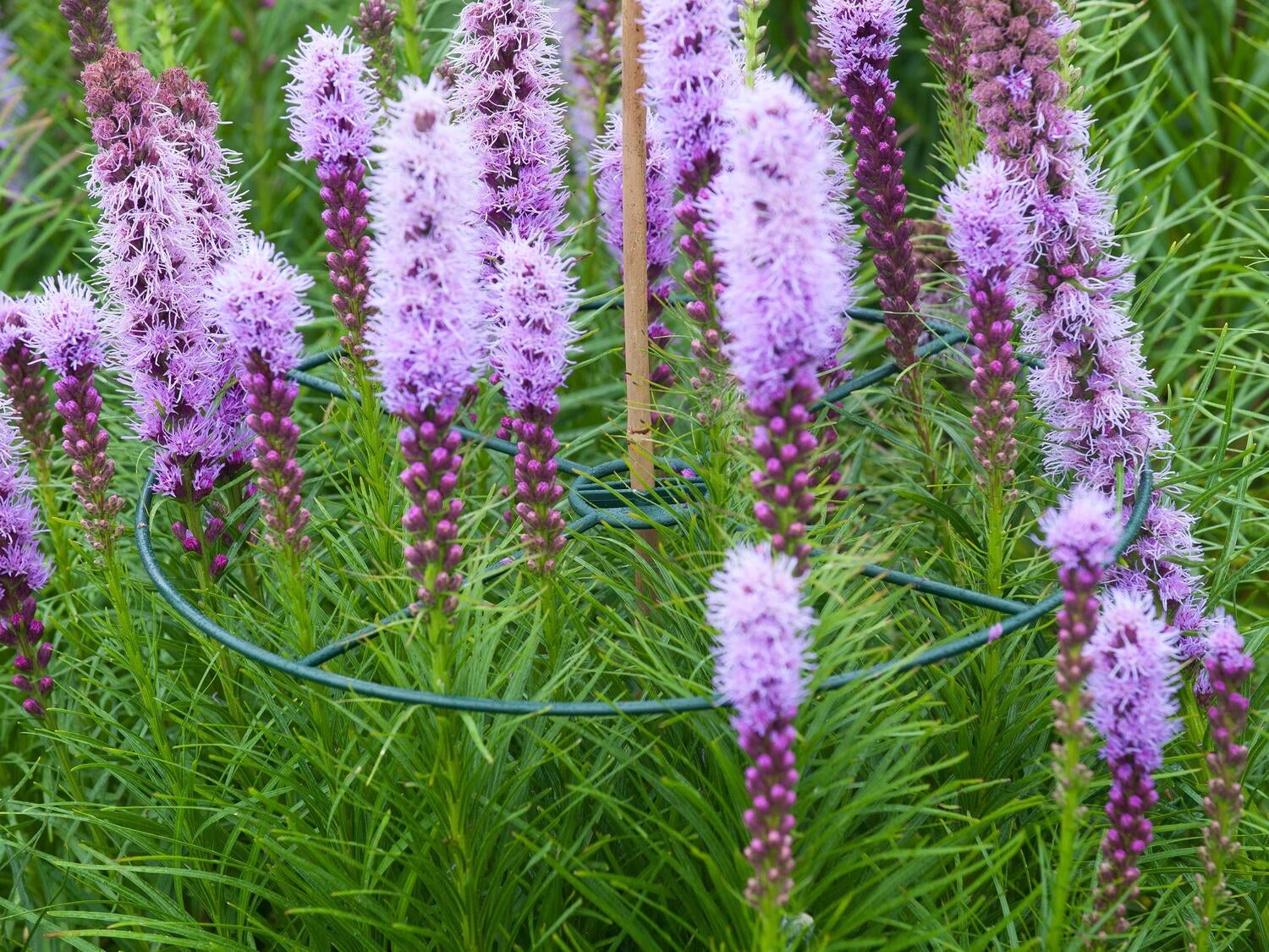 Nature plantensteunen D 40 cm 3 stuks