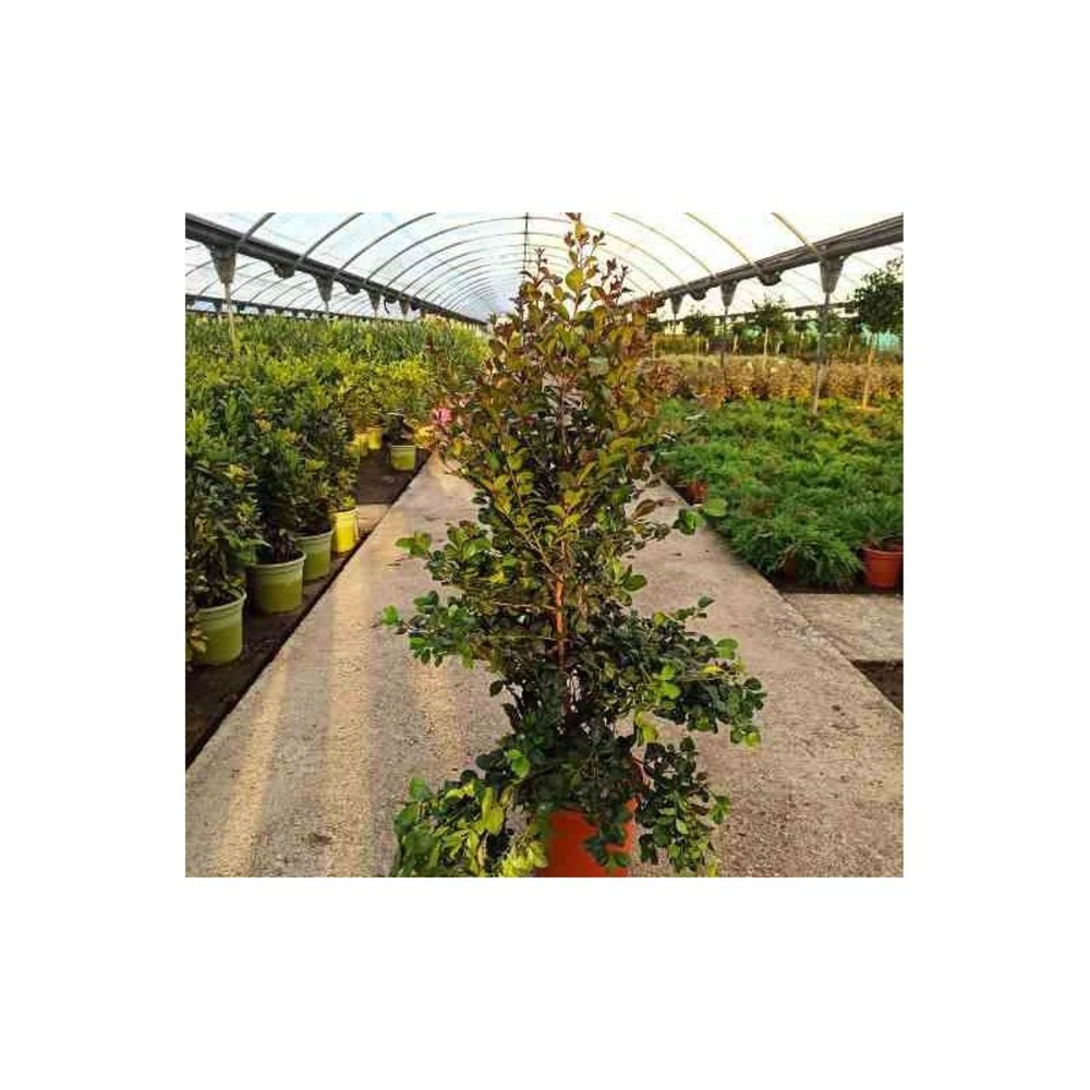 Eugenia uniflora 
