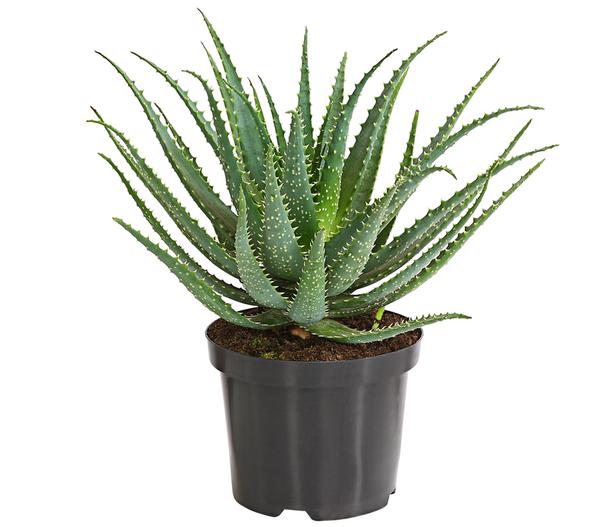 Tintenfisch-Aloe - Aloe arborescens