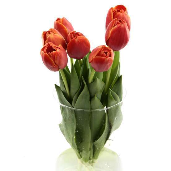 Botte 7 Tulipes H.40cm - Coloris variables