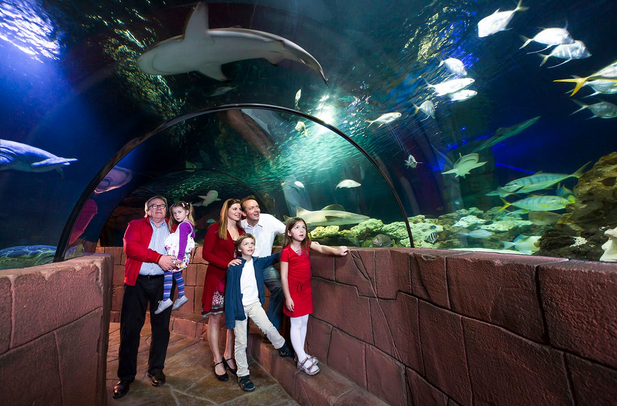 Sea Life Hannover (1 EW   1 Kleinkind)