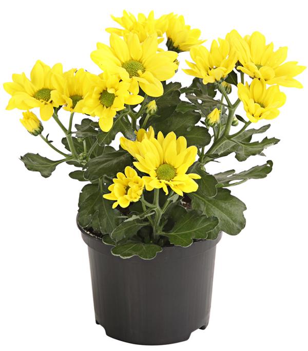 Topf-Chrysantheme, verschiedene Farben