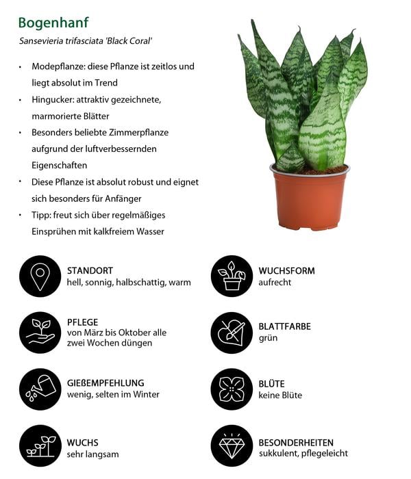 Zimmerpflanzen-Set Diamonds 4-teilig