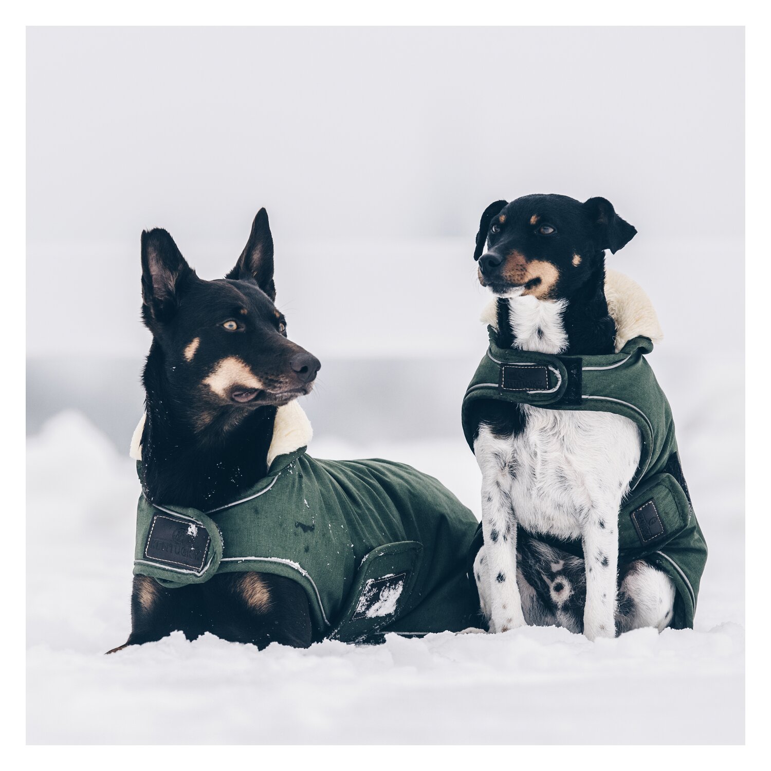 KENTUCKY DOGWEAR Hundemantel Wasserdicht - olive green