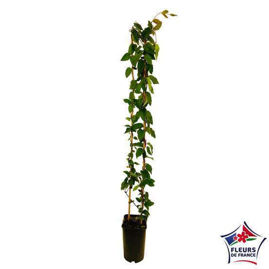 Lonicera japonica Sinensis : 3L