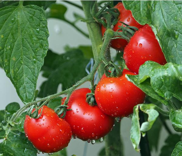 Bioland Buschtomate