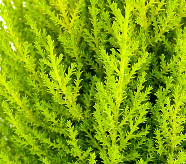 Zimmerzypresse 'Goldcrest', Pyramide
