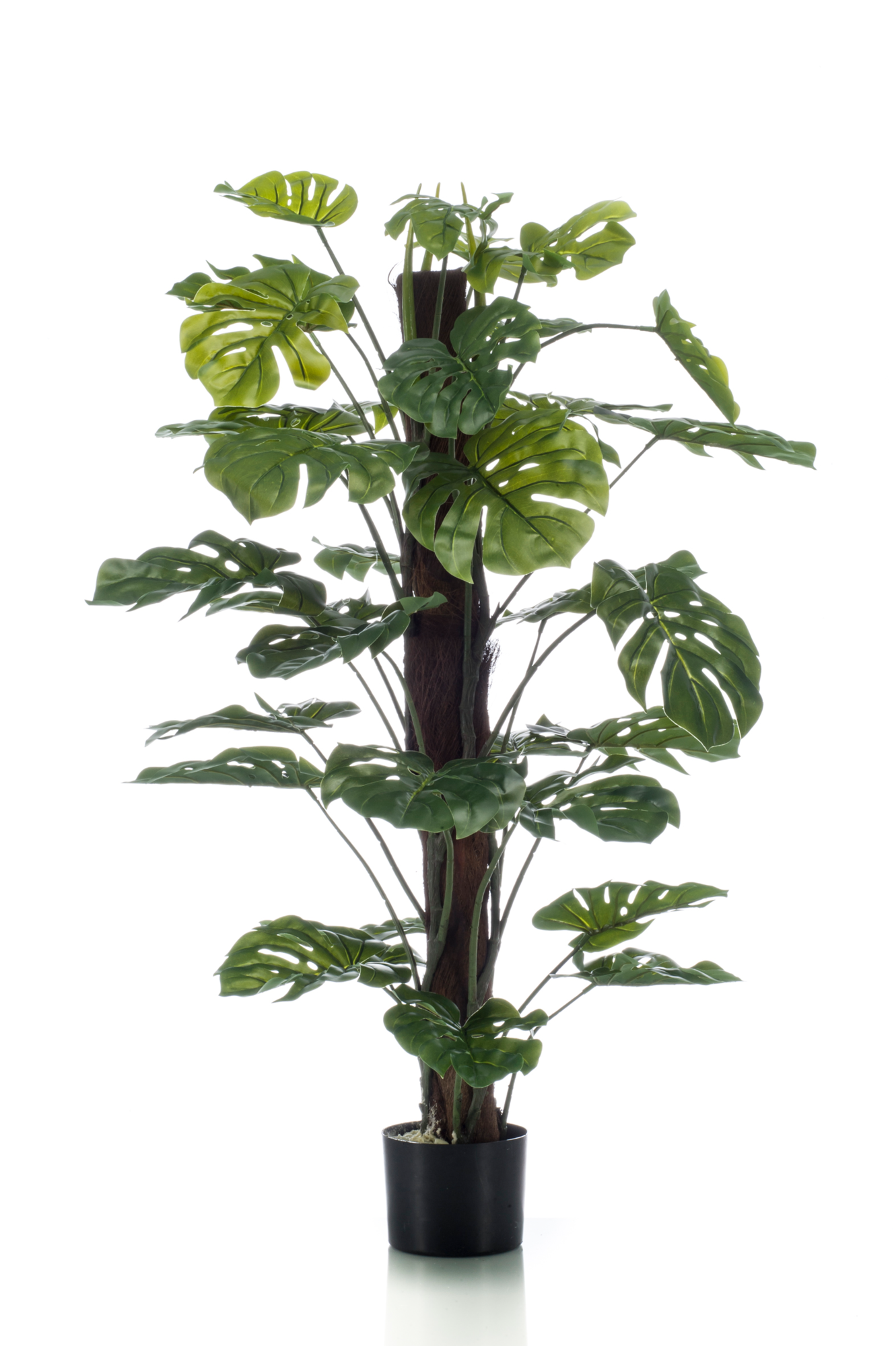Monstera on pole 120 cm
