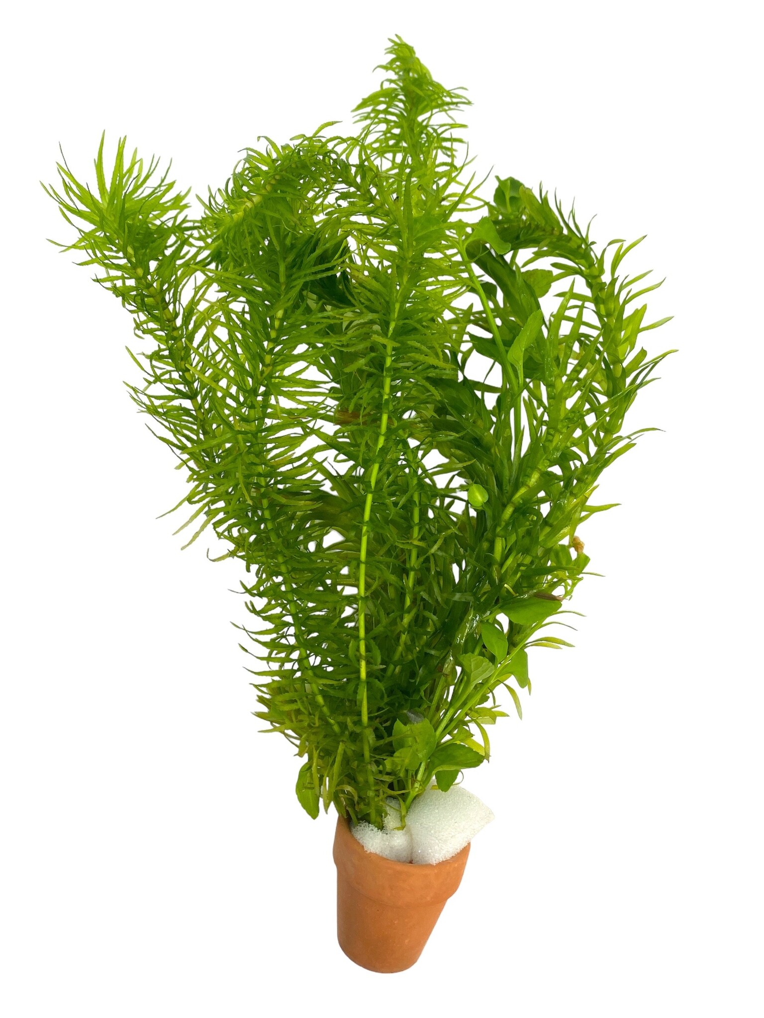 Bos Coldwatermix - mix van koudwaterplanten