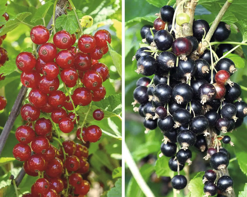Biologische rode en zwarte bessen leiboom FloraSelf Organic Ribes rubrum 'Rovada' en 'Silvergieters' H 60-80 cm Co 5 L