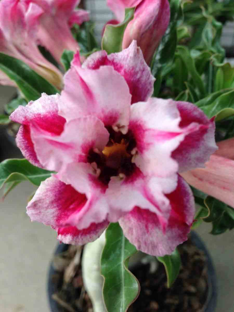 Adenium obesum cv.super star rouge - taille caudex d'environ 300g 20/25cm
