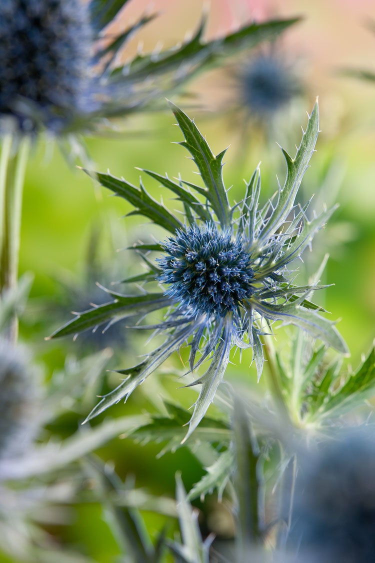 Blauwe Distel (Eryngium planum) D 9 H 10 cm