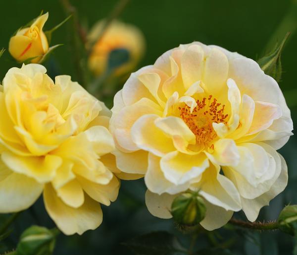 Rosen-Set Insektenfreundlich, 3-teilig