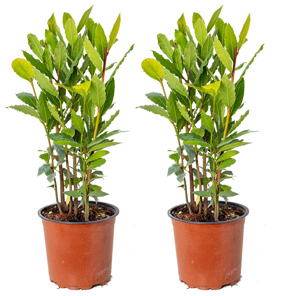 2x laurus nobilis - laurier de cuisine - arbuste - persistant – ⌀15 cm - ↕30-45 cm