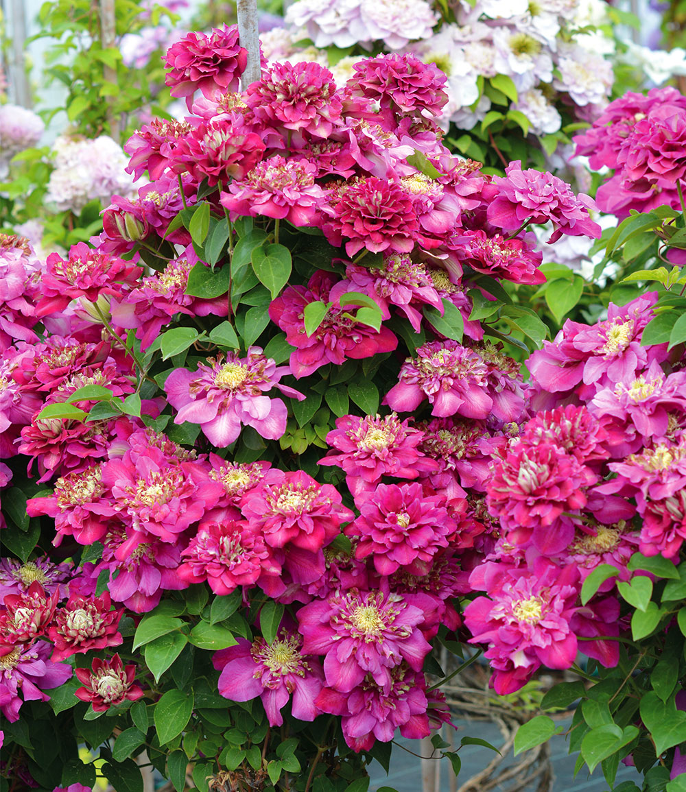 Clematis 'Hot Kisses®'