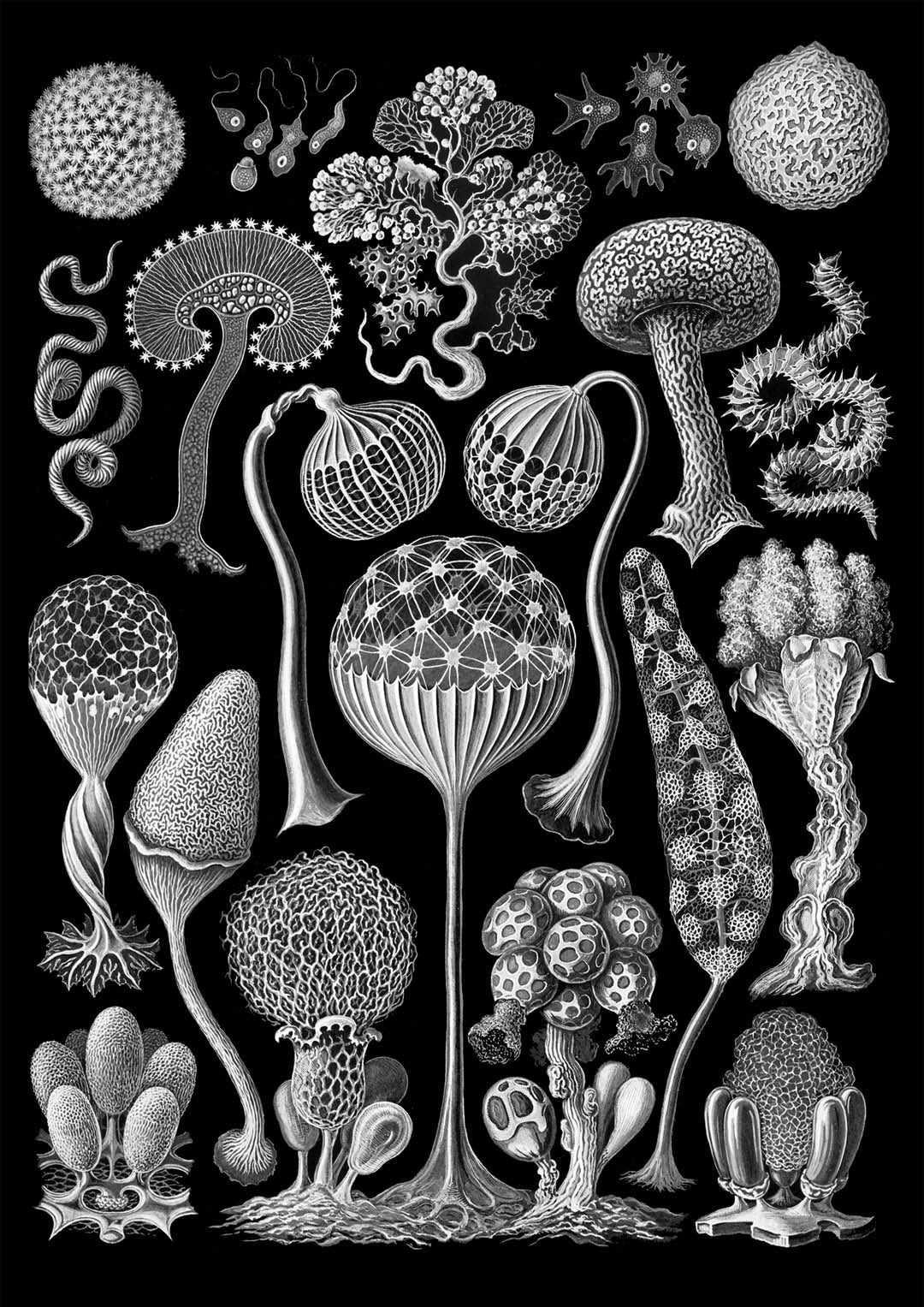 Mycetozoa von Ernest Haeckel