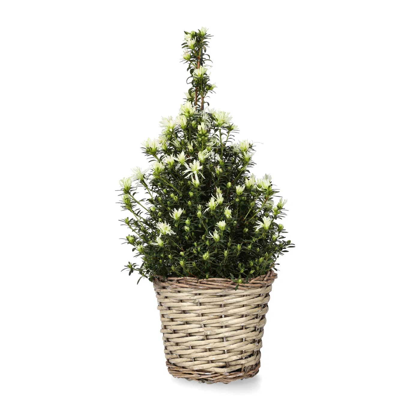 Potte Edith Ø23 cm