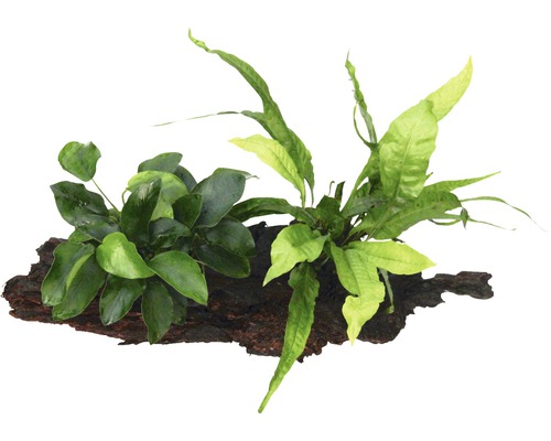 Anubias nana met Microsorum pteropus op de wortel, ca. 21 x 7 x 15 cm