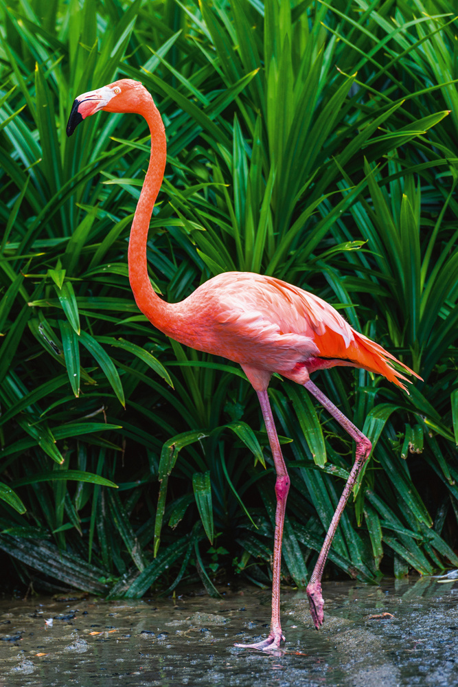 Akustikbild ELEGANTER FLAMINGO 80x120cm, 7kg