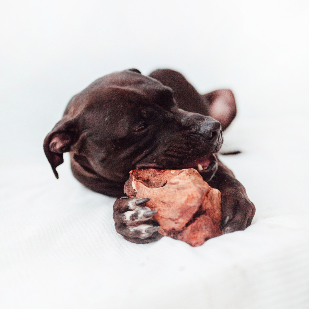 BIMORDISCO Raiz de urze para cães - Pacote com 2 unidades M