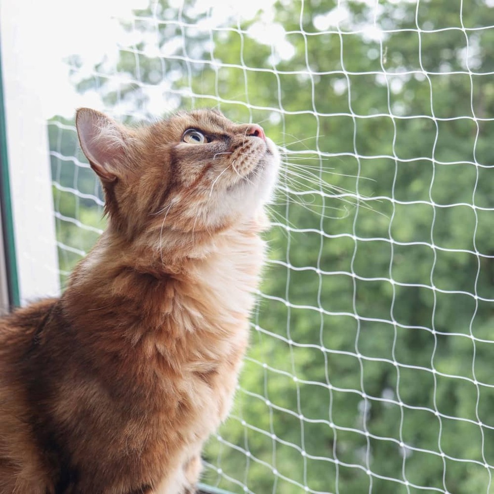 Filet de protection pour chat 6x3 m transparent