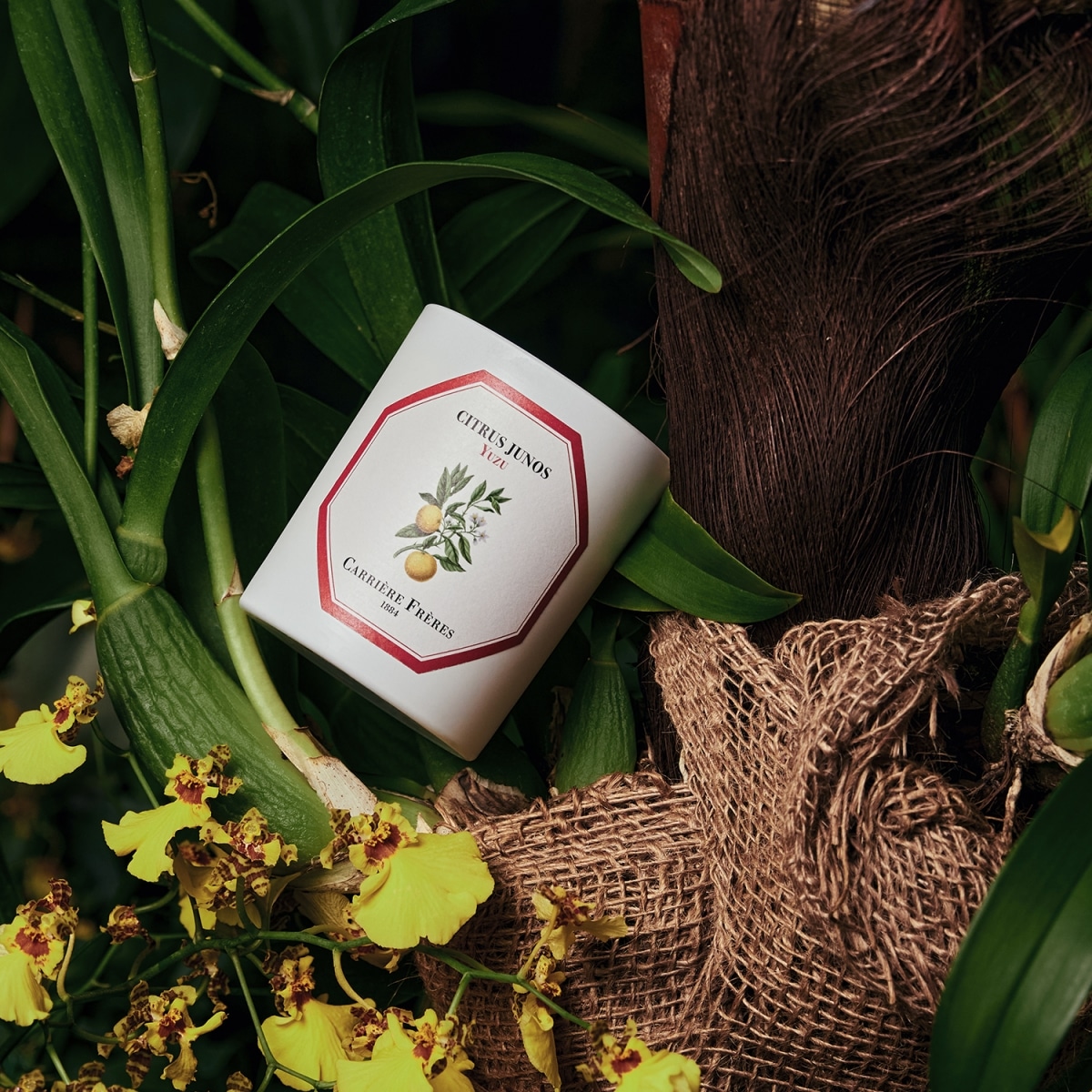 CARRIÈRE FRÈRES Yuzu - Citrus Junos Bougie Parfumée