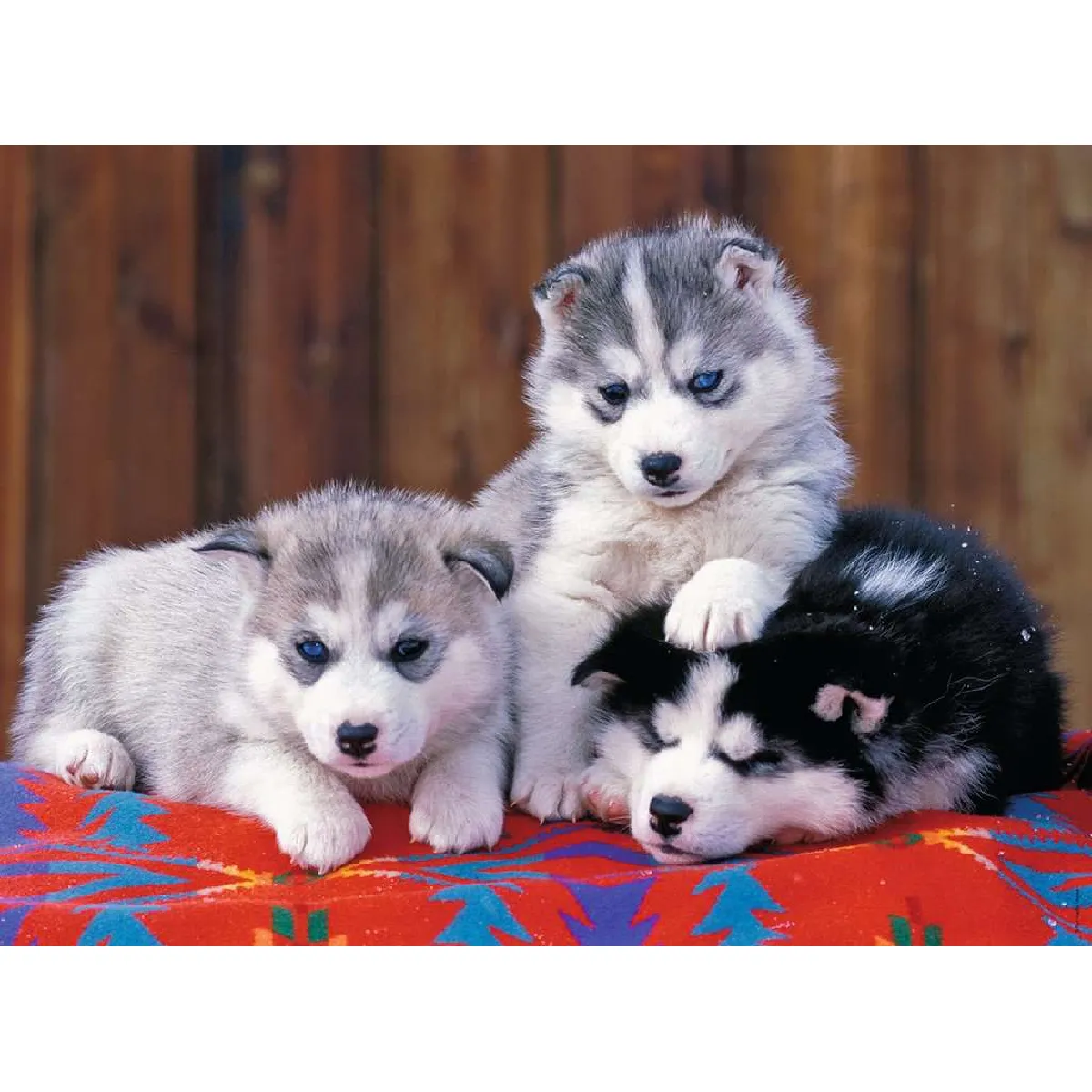 Ravensburger Puzzle Mignons Huskies