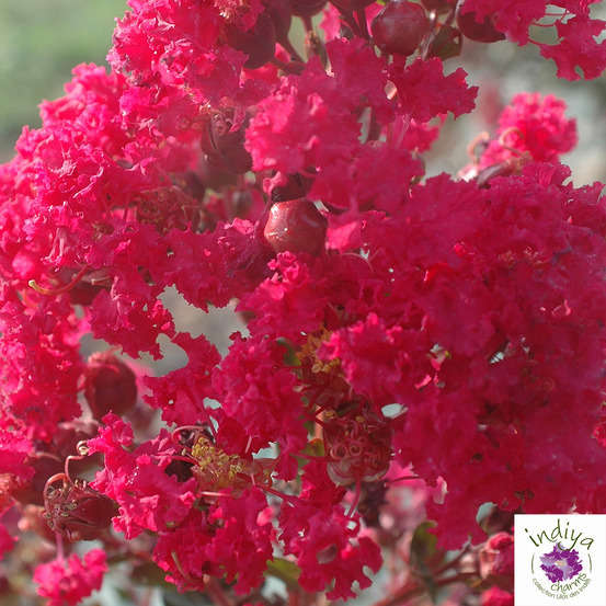 Lilas des Indes pot déco 7,5L