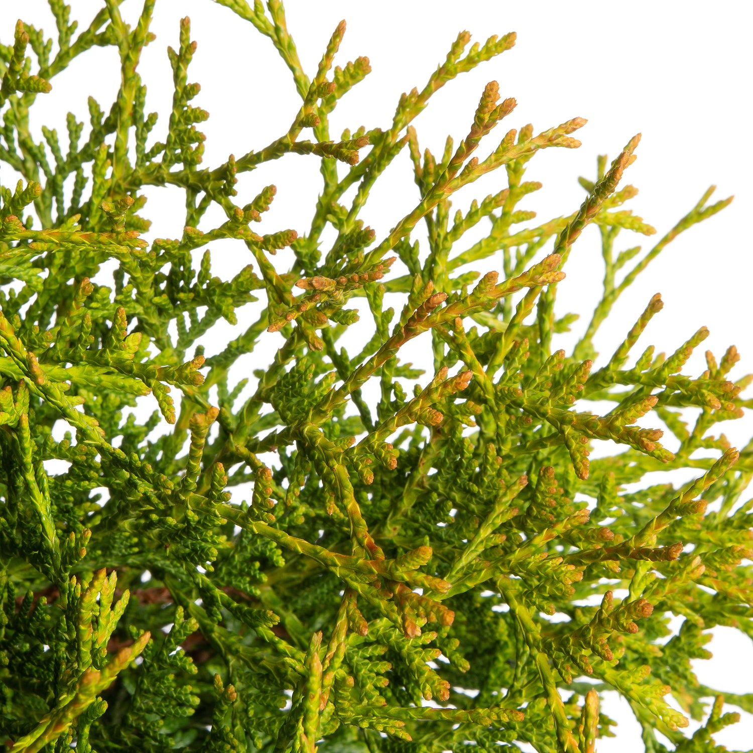 Levensboom (Thuja occidentalis 'Tiny Tim') D 17 H 15 cm