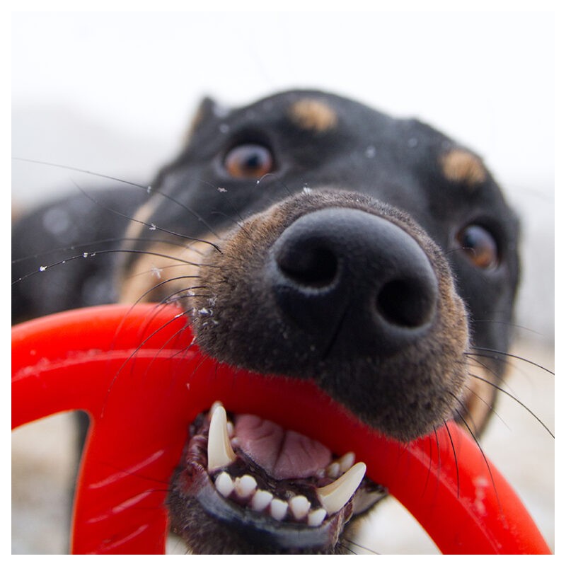 Brinquedo interativo para cães BIONIC Toss-N-Tug Ring, 22,7 cm