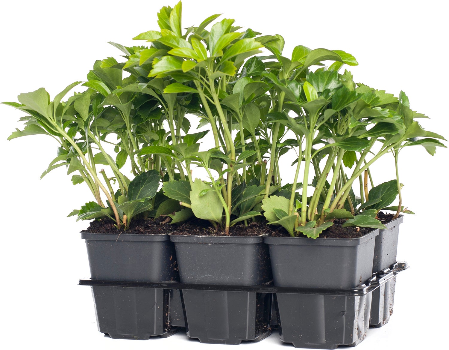 Dikkemanskruid (Pachysandra terminalis) D 15 H 15 cm