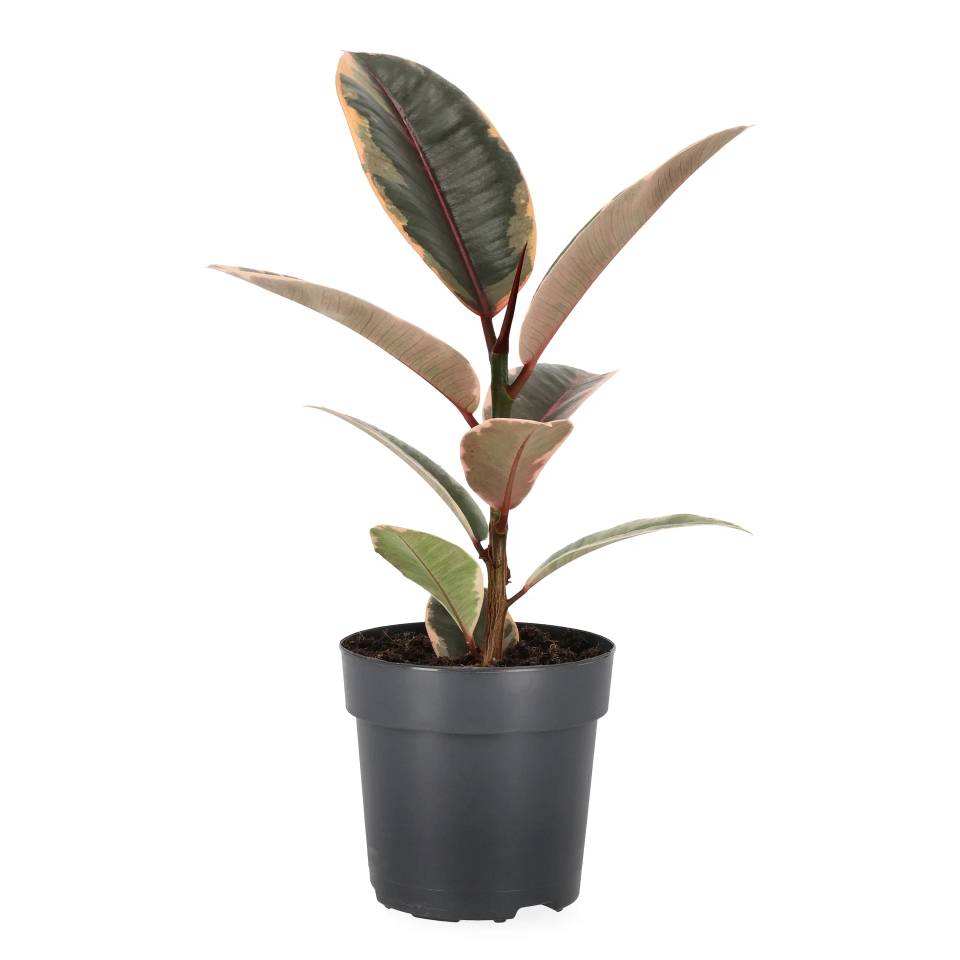 Ficus elastica 'Belize' Gummifiken 'Belize' Høyde 30 cm