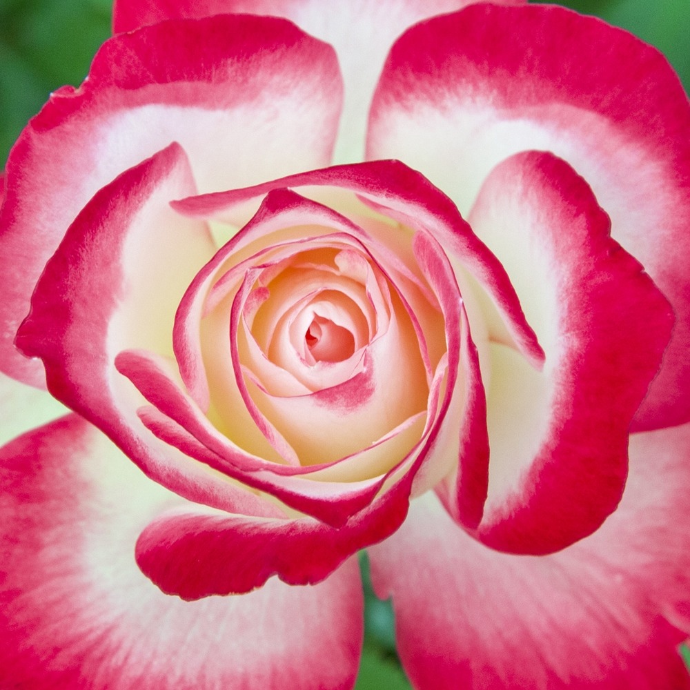 Rosier jubile du prince de monaco ® meisponge sans motte
