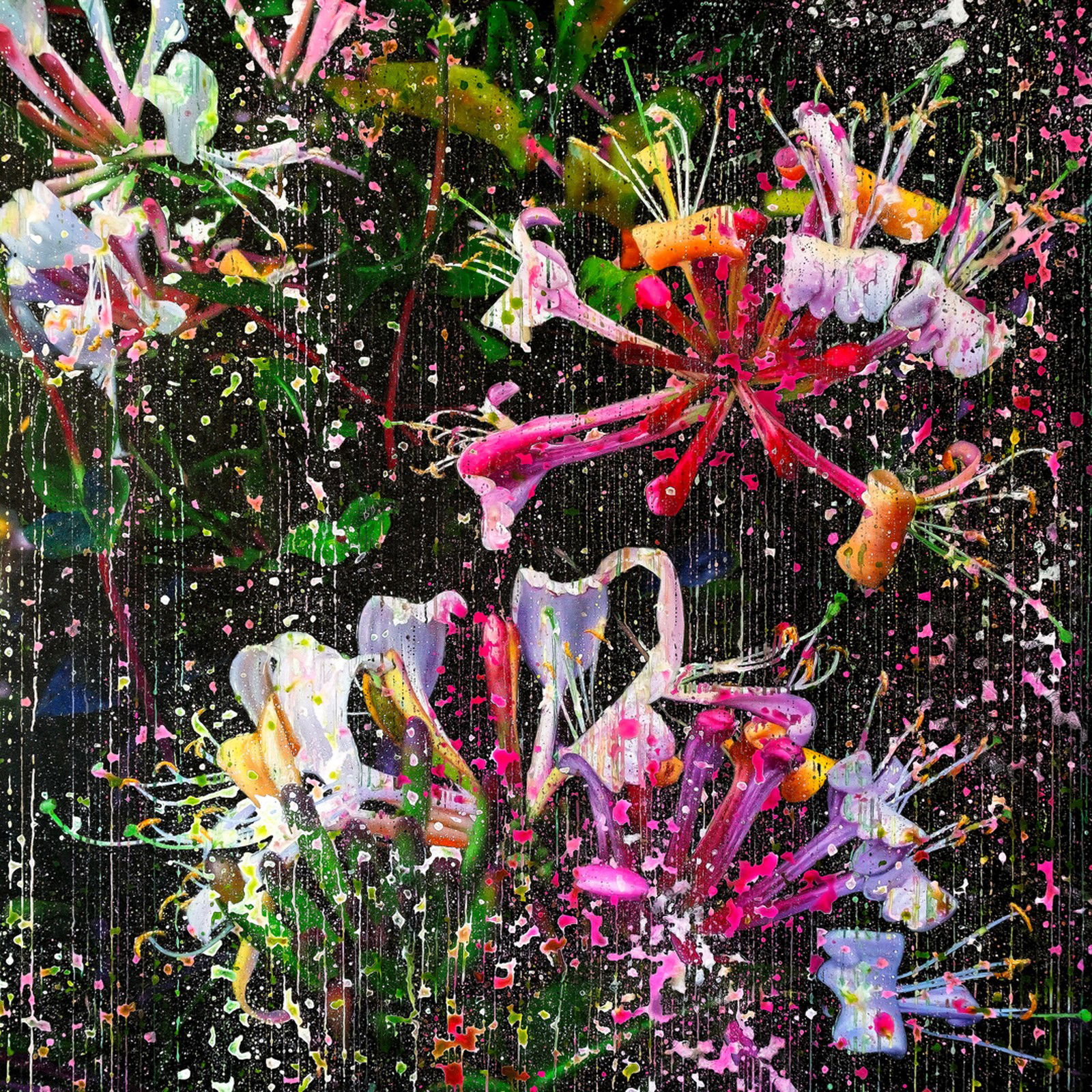 Lonicera Caprifolium Magenta 01 by An Doan Nguyen - Limited Edition. Edition of: 150. Signed.