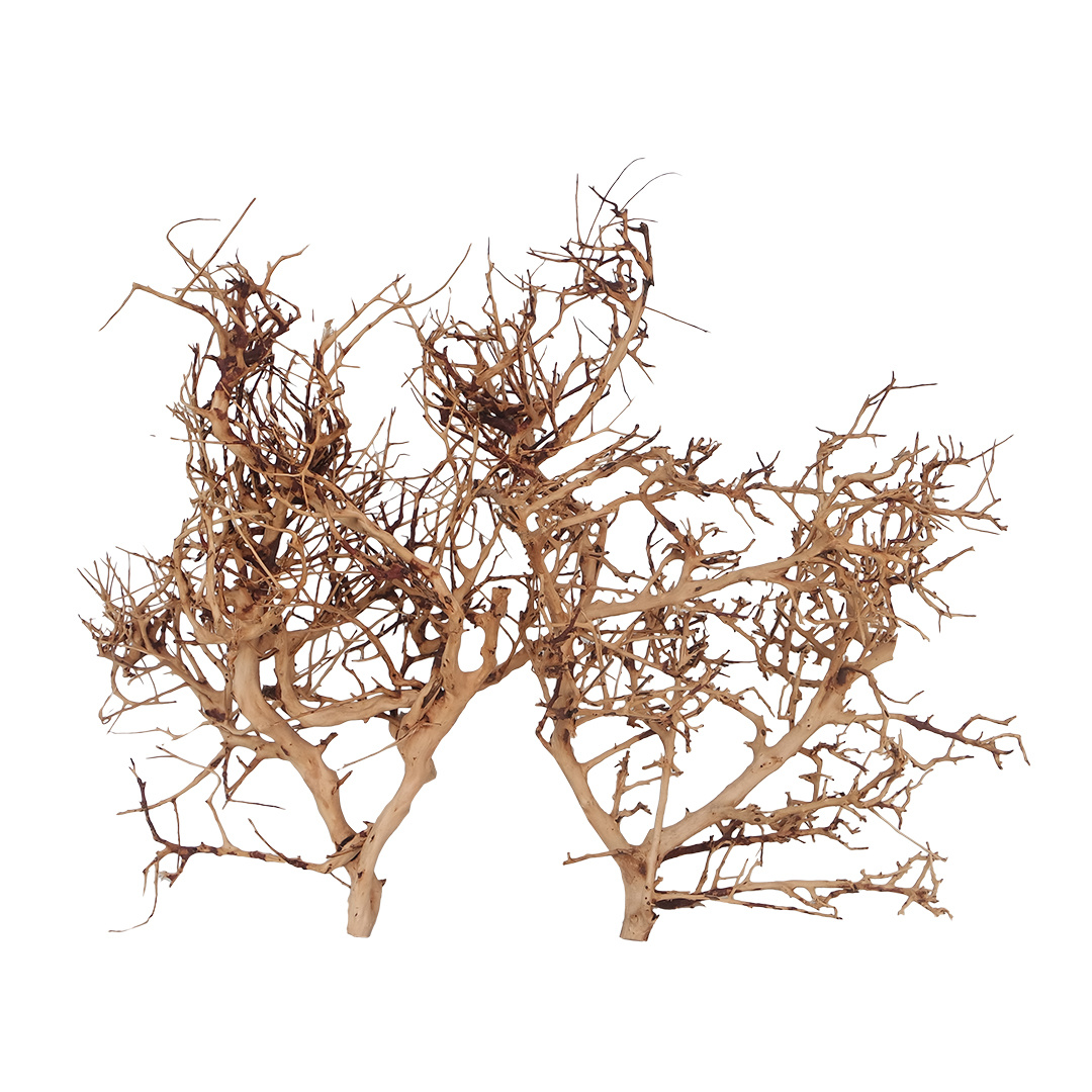 Aqua D'ella Thailand hout L | Gereinigd hout