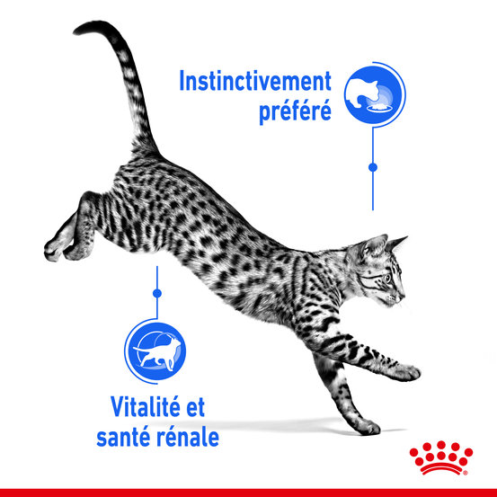 Gelée chat d'intérieur de 7 à 12 ans Indoor 7+ 12x85g