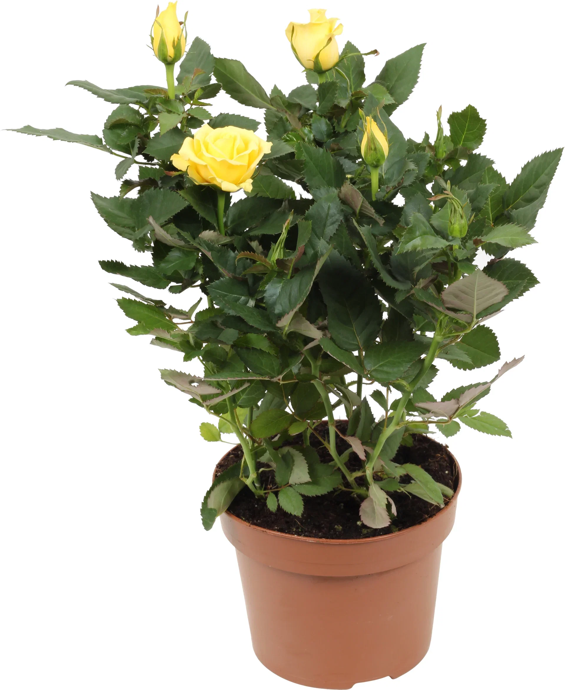 Rosa Forever Yellow 12 cm Potterose Høyde 32 cm