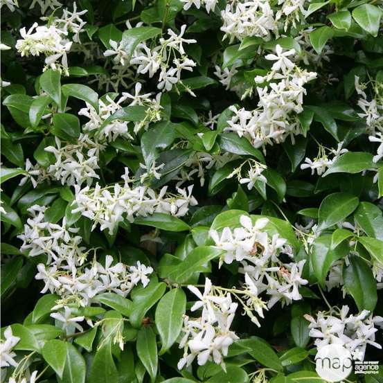 Trachelospermum jasminoides : 3L