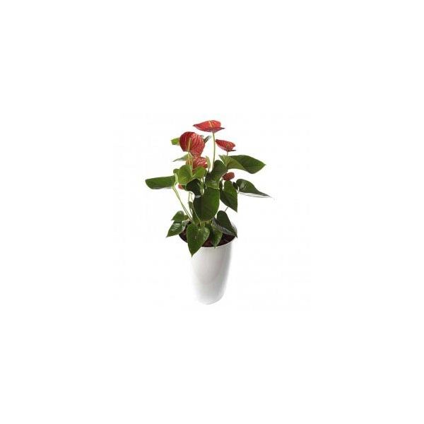 Planta Natural com Flor Antúrio Vermelho com 90 cm - Antúrio