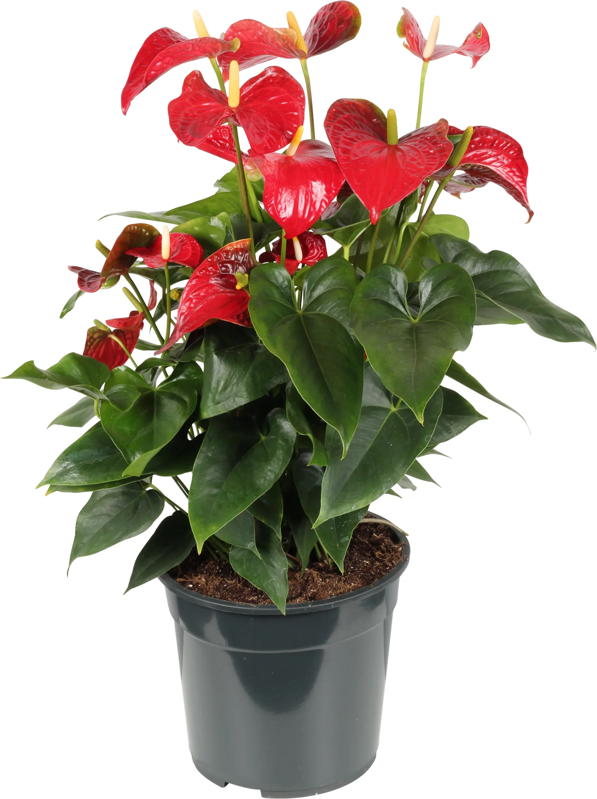Anthurium (Andraeanum Group) KARMA RED ('Ryn2007068') Flamingoblomst 'Karma Red' Høyde 60 cm