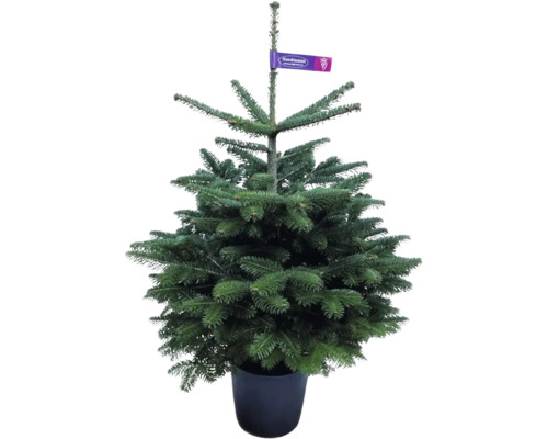 Nordmann spar selectie 60-80 cm Co 10 L gekweekt in een pot, geschikt om te planten