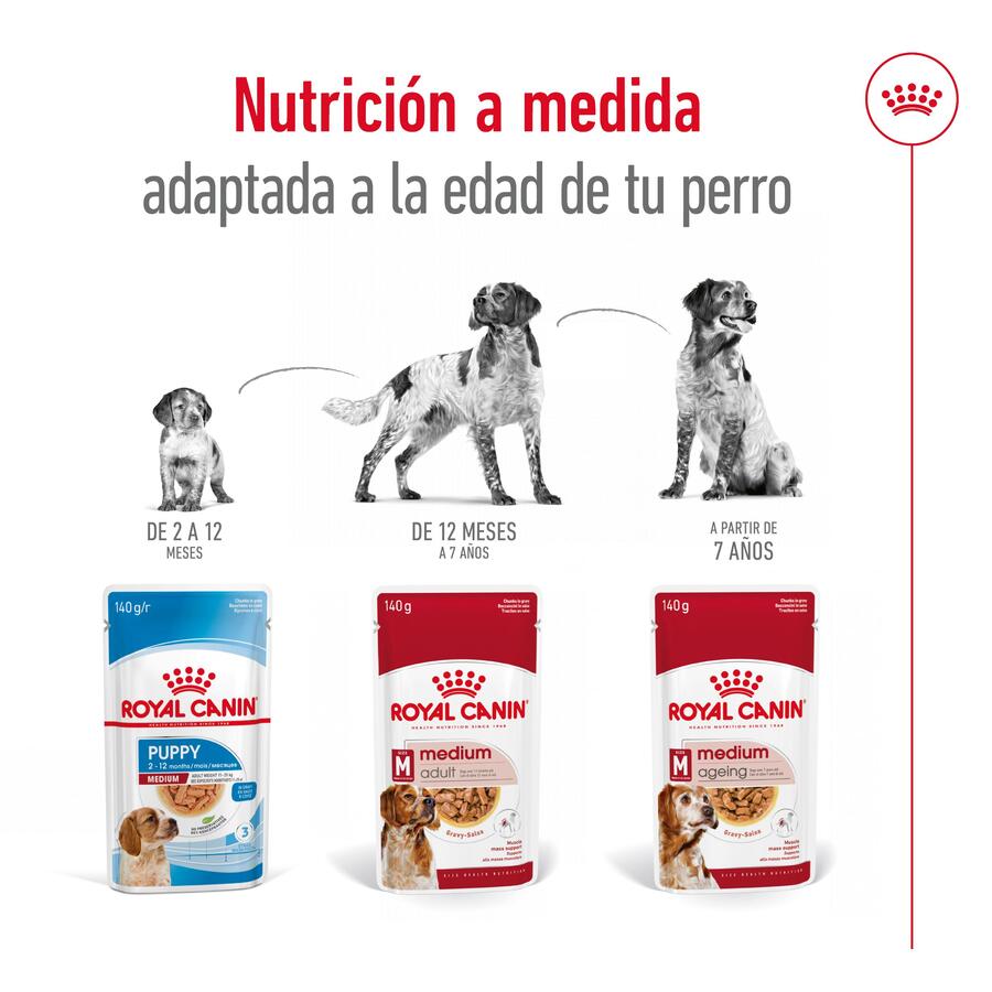 Sachê Royal Canin Medium Adult em molho para cães